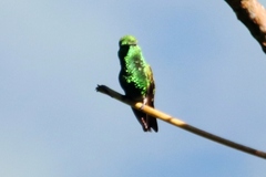 Chlorostilbon gibsoni