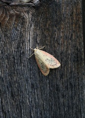 Miltochrista miniata