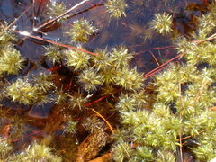Sphagnum perichaetiale