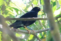 Turdus flavipes