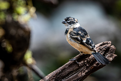 Sporophila morelleti