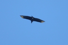 Coragyps atratus