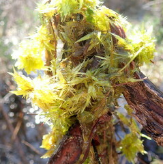 Sphagnum perichaetiale