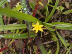 Hypoxis decumbens