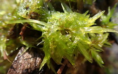 Sphagnum perichaetiale