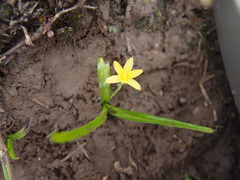 Hypoxis decumbens