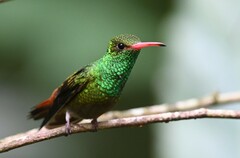 Amazilia tzacatl