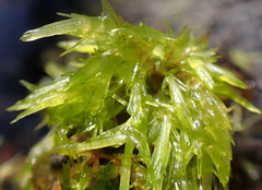 Sphagnum perichaetiale