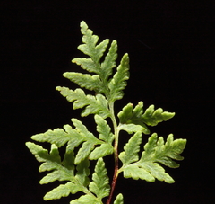 Cheilanthes distans