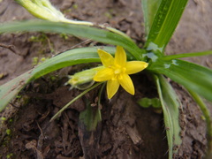 Hypoxis decumbens