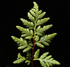Cheilanthes distans