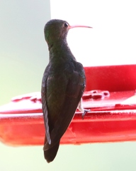 Amazilia tzacatl