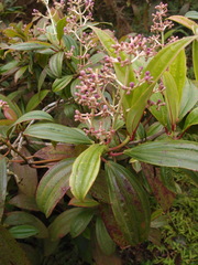 Miconia robinsoniana