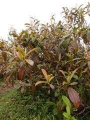 Miconia robinsoniana