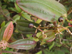 Miconia robinsoniana