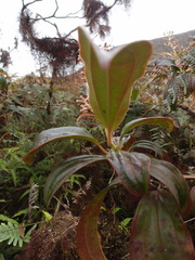 Miconia robinsoniana