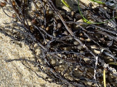Sargassum muticum