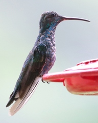 Chalybura buffonii