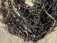 Sargassum muticum