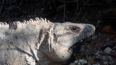 Ctenosaura similis