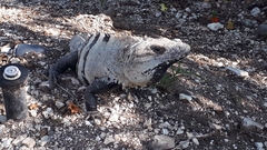 Ctenosaura similis