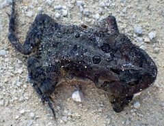 Anaxyrus terrestris