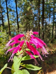 Salvia iodantha