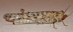 Anconia integra