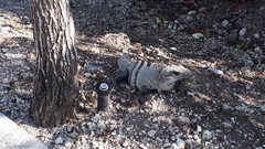 Ctenosaura similis