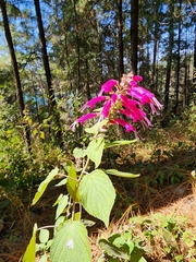 Salvia iodantha