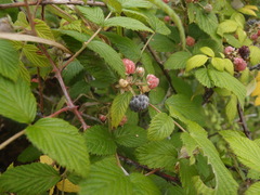 Rubus niveus