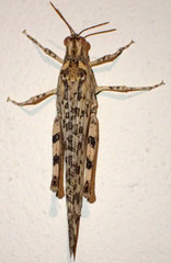 Anconia integra