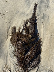 Sargassum horneri