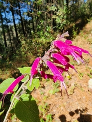 Salvia iodantha