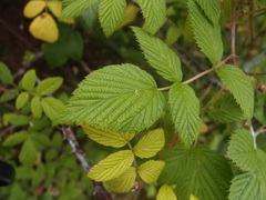 Rubus niveus