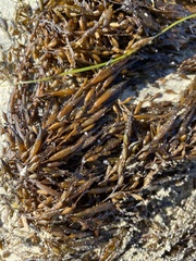 Sargassum horneri