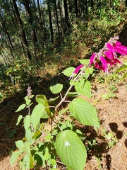 Salvia iodantha
