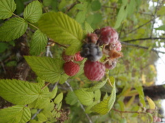 Rubus niveus