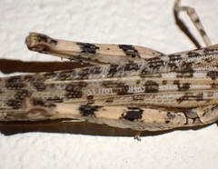 Anconia integra