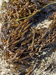 Sargassum horneri