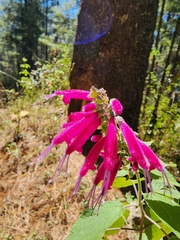 Salvia iodantha