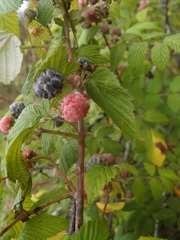 Rubus niveus