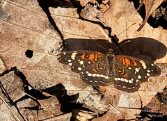 Anthanassa texana seminole