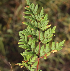 Cheilanthes sieberi sieberi