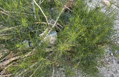 Ambrosia salsola
