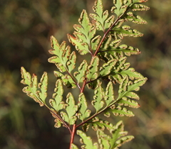 Cheilanthes sieberi sieberi