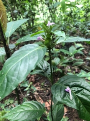 Spigelia humboldtiana