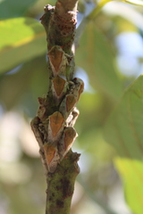 Metcalfiella