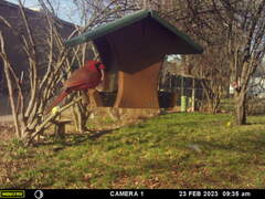 Cardinalis cardinalis