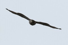 Buteo